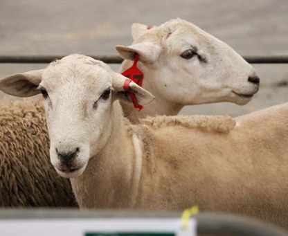 Live Export Hub